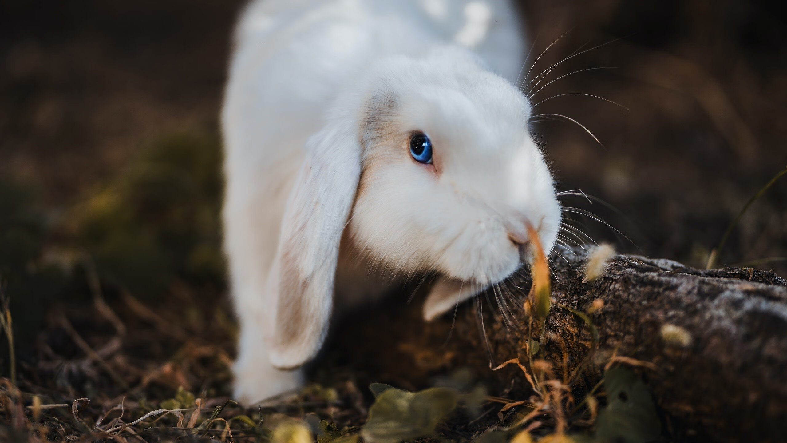国际乒联混合团体世界杯：澳大利亚队如何创造历史性突破，乒乓球澳大利亚队