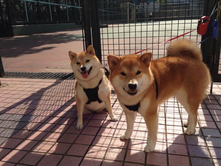 多特蒙德战术配合频繁突破防线缺口,多特蒙德最新引援